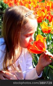 little girl smells orange tulips on the flower-bed