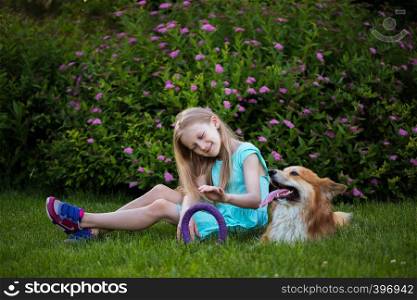 little girl with corgi fluffy on the lawn. Dog outdoors