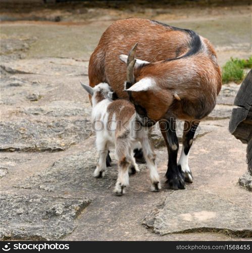 little goat on the farm