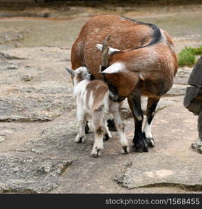 little goat on the farm