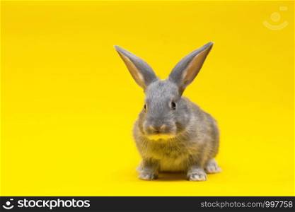 little Gray rabbit on a yellow background