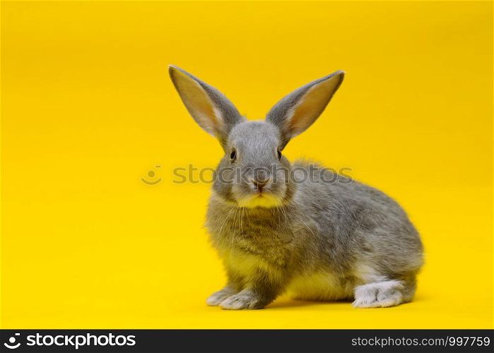little Gray rabbit on a yellow background