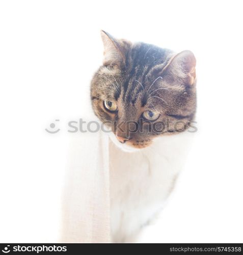 Little gray striped and curiously looking cat isolated on white background