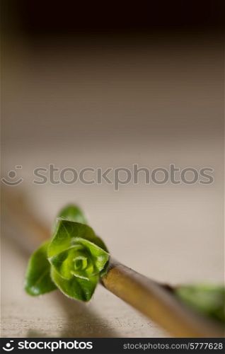 Little green flower bud on a stem laid down on a table and photographed up close with lots of head space in the vertical image.