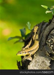 Little green lizard on tree trunk