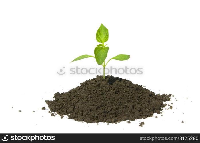 Little green plant on white background