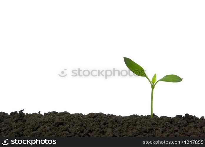 Little green plant on white background
