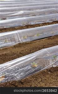 little greenhouse glass house plastic lines vegetable sprouts on brown soil agiculture