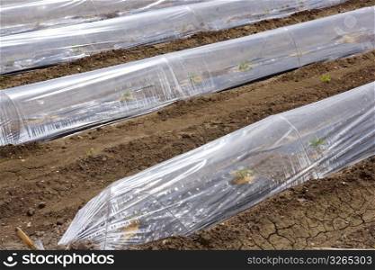 little greenhouse glass house plastic lines vegetable sprouts on brown soil agiculture