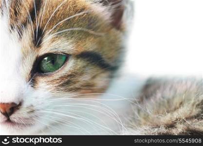 Little grey kitty cat with green eyes isolated on white