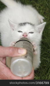 Little kitten being fed by bottle and drinking with total concentration