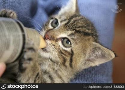 Little kitten drinking from a bottle