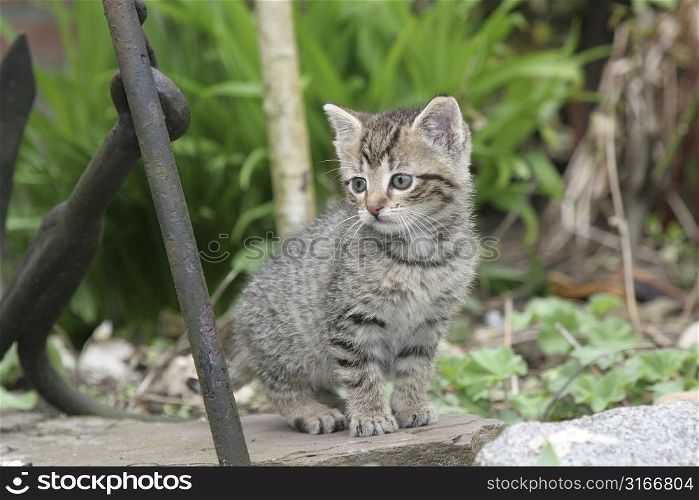 Little kitten exploring the garden