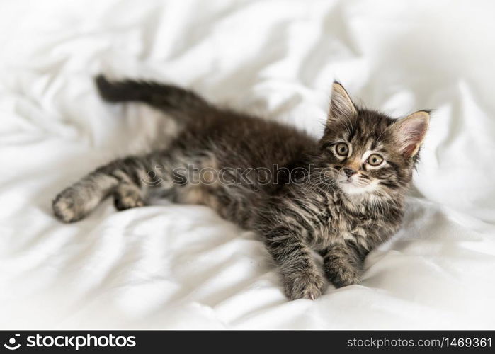 Little kitten isolated on white background. Funny kitten cat