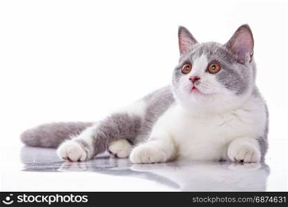 little kitten on white background. striped kitten
