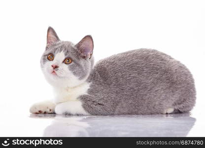 little kitten on white background. striped kitten