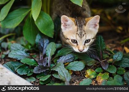 Little kitten playing in the garden close up