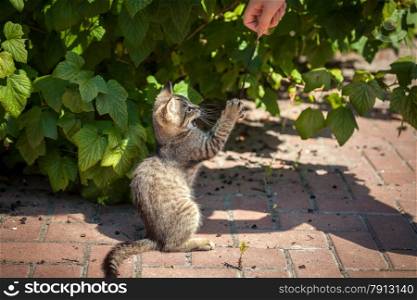 Little kitten playing with feather at yard