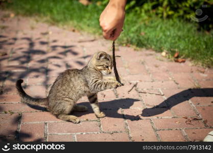 Little kitten playing with feather at yard at sunny day