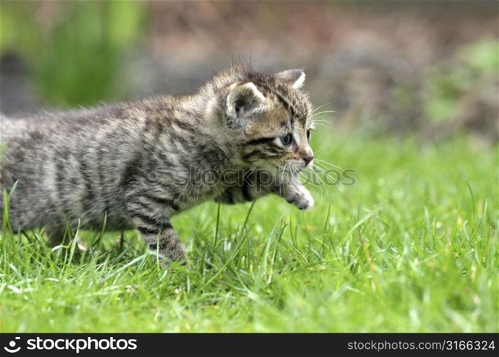 Little kitten walking through the tall grass