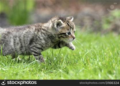 Little kitten walking through the tall grass