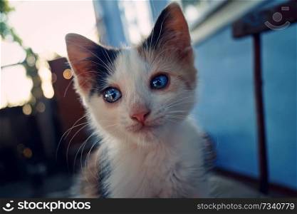 Little kitten with blue eyes, outdoor closeup