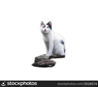Little kitty and stones foreground on the white background isolated