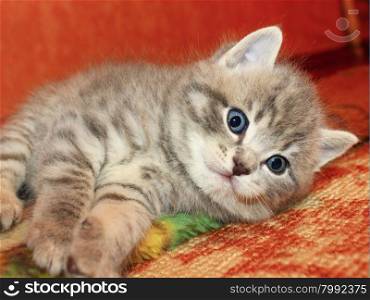 little kitty of Scottish Straight breed. little nice and amusing kitty of Scottish Straight breed