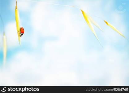 Little ladybug on the wheat stem over blue sky background, cute small insect, autumnal nature, countryside