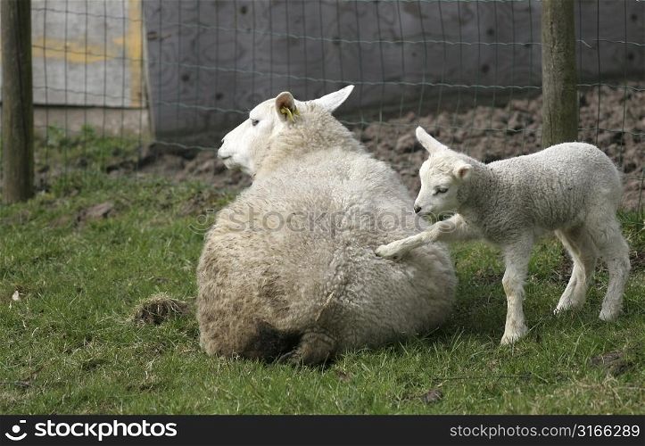 Little lamb encouraging it&acute;s mom to getup