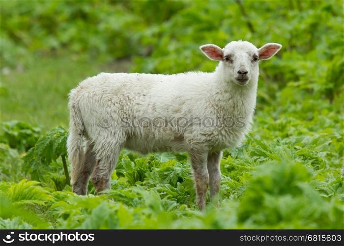 Little lamb in a wild green field