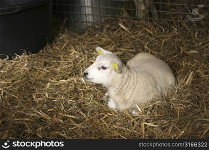 Little lamb lying in the straw