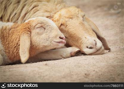 Little Lamb with Mother sheep sleeping