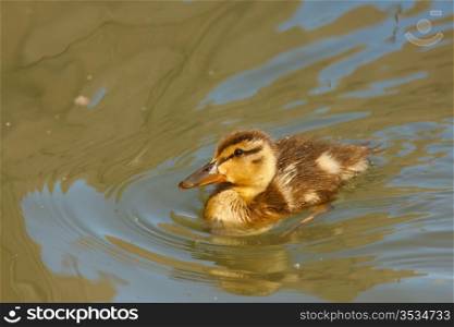 Little mallard duck duckling, swimming around in green water