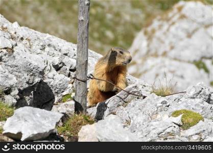 little marmot between rocks and fortification ruins, Italian Alps