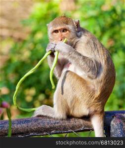 little Monkey eating and sitting