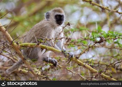 Little monkey on a tree