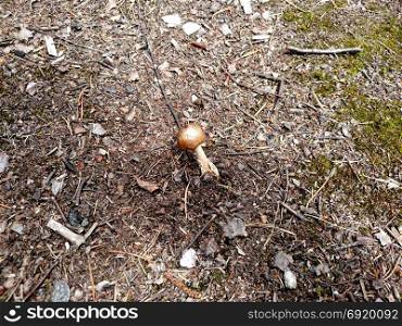 Little mushroom with bronze shiny cap in summer forest.. Little mushroom angularly with bronze shiny cap in summer forest .