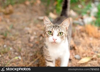 Little nice domestic kitty with yellow eyes in the backyard. Little nice domestic kitty with yellow eyes in the yard