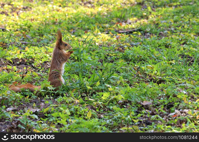 Little orange squirrel eats young grass shoots in sunny glade of city park. Little orange squirrel grazes in a sunny meadow of a city park