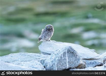 Little owl, Athene noctua, Tso Kar, Leh Ladakh, Jammu and Kashmir, India