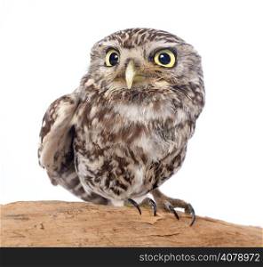 Little owl in front of white background