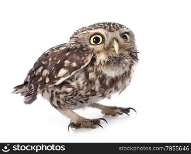 Little owl in front of white background