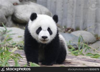 Little Panda Cub is Exploring his Playground