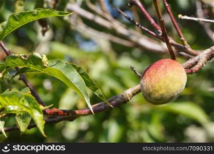Little peach ripening on a peach tree in an orchard during summer