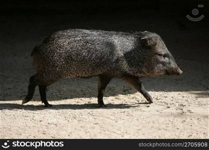 Little Pecari pig walking between sun shadows
