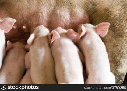 Little piglets suckling their mother