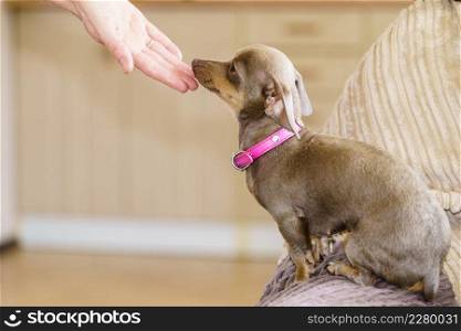 Little pinscher ratter prazsky krysarik purebreed small dog eating food for human owner male hand.. Little dog eats food from hand