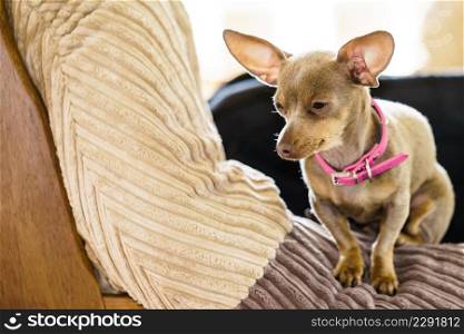 Little pinscher ratter prazsky krysarik purebreed small dog sitting relaxing and chilling on sofa couch indoor.. Little dog sitting on couch