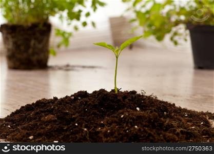Little plant growing in a fresh soil